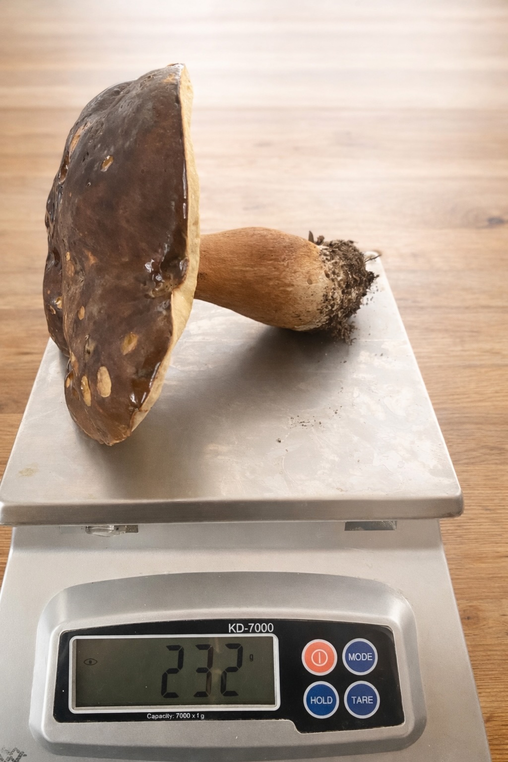Eekhoorntjesbrood geplukt op het domein