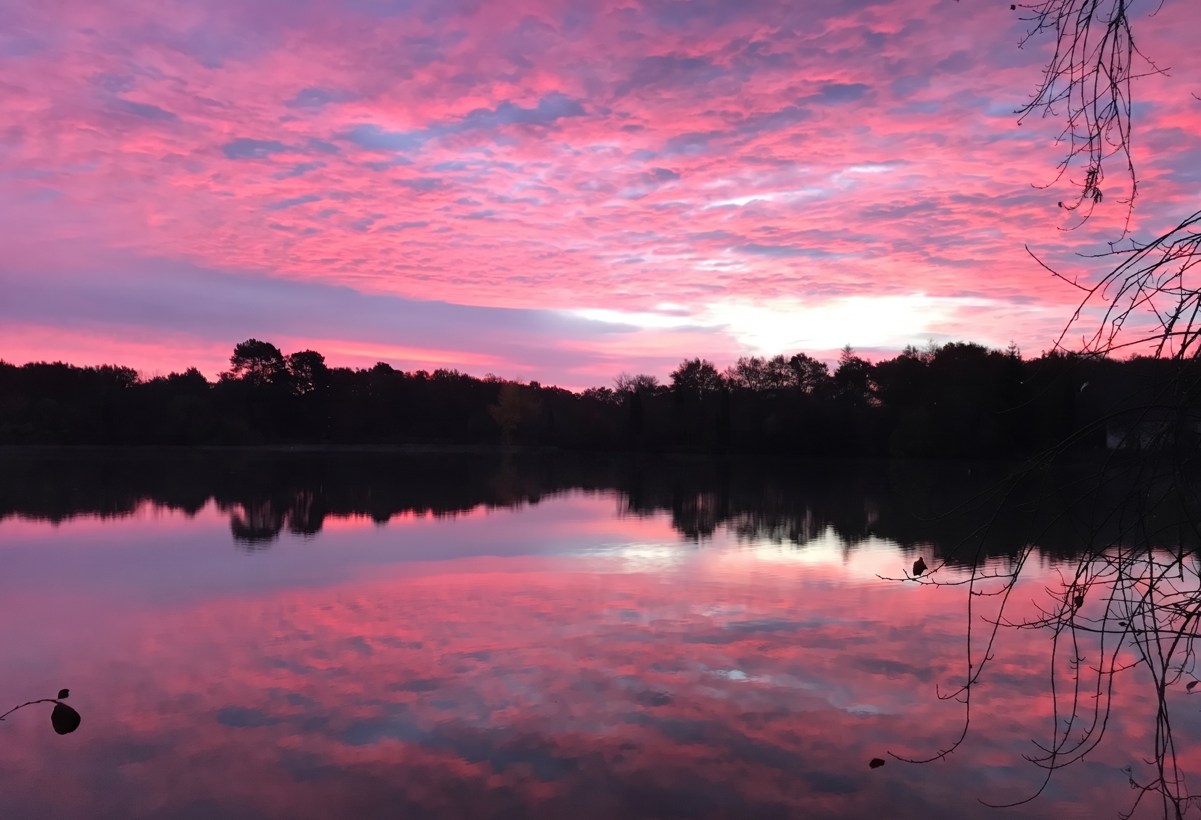 Roze zonsopgang boven meer en bos
