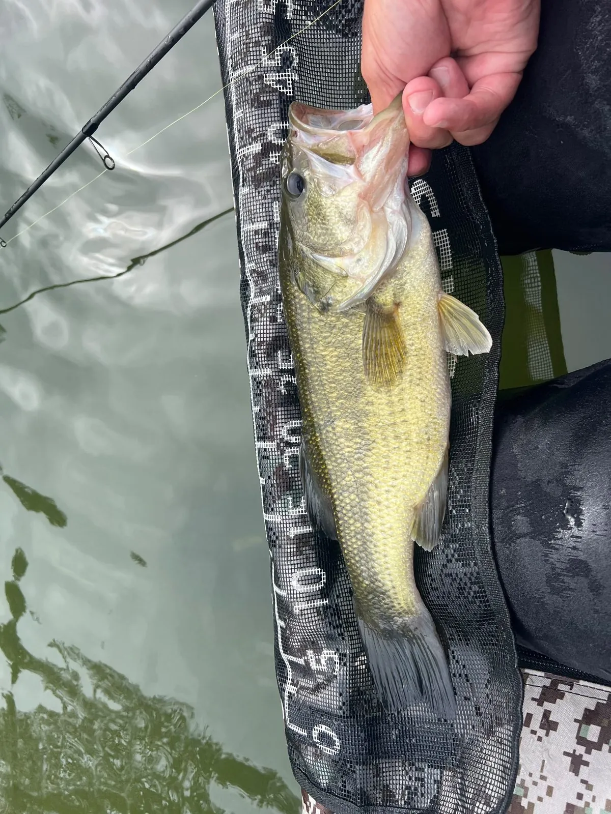 Black bass caught on a lure on the Domaine du Dahu lake