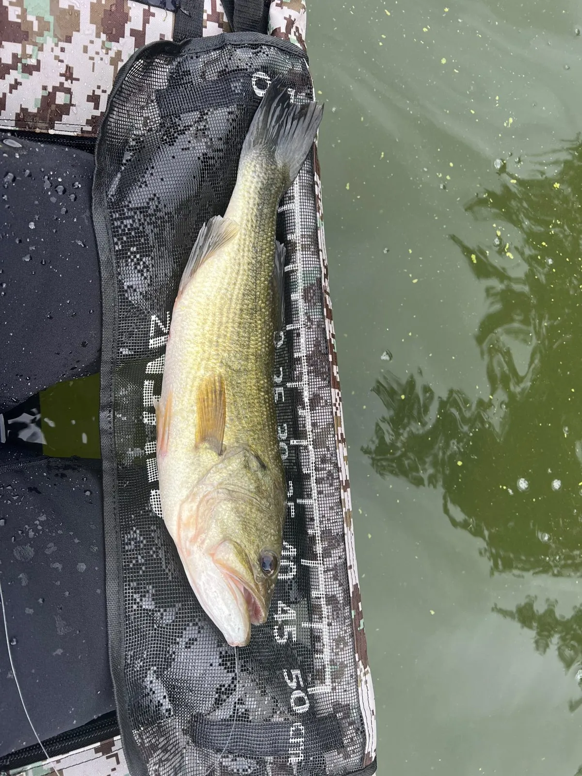 Black bass on a measuring mat, caught on a lure on the Domaine du Dahu private lake