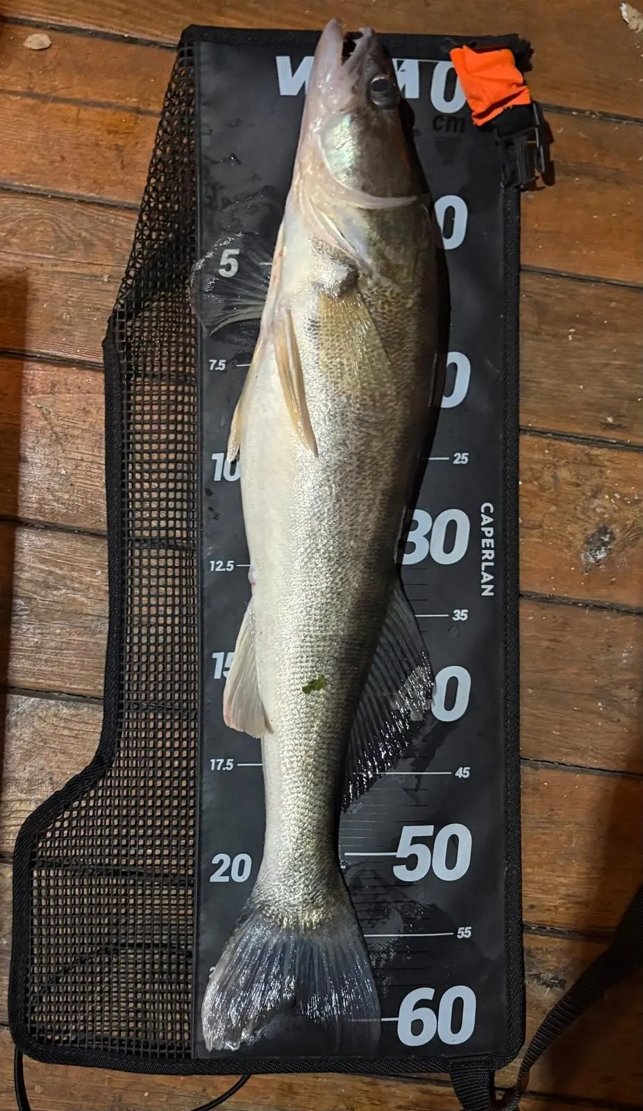 60 cm zander on a measuring mat, Domaine du Dahu private lake