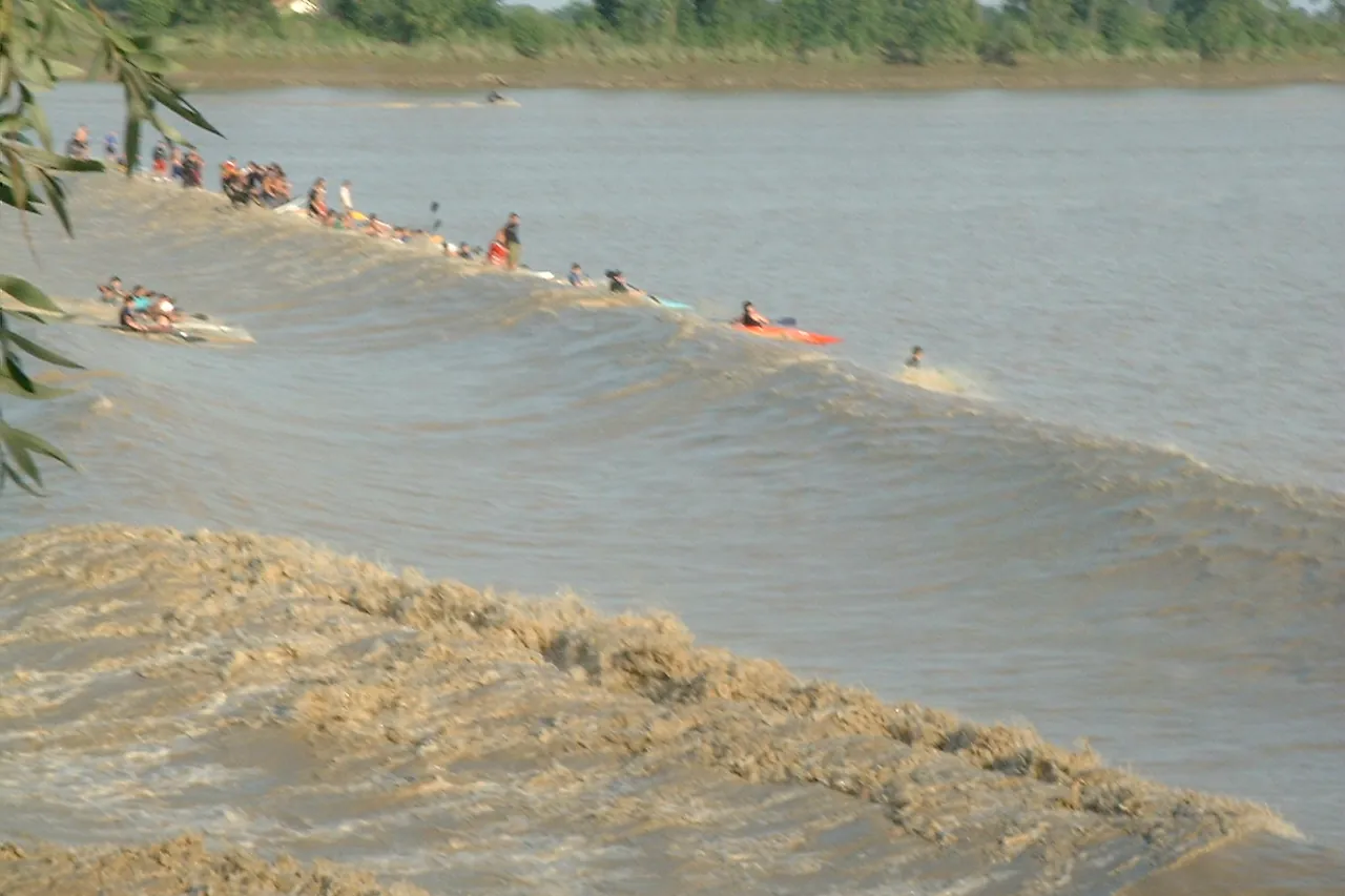 Surfers riding the tidal bore wave up the Dordogne at Saint-Pardon