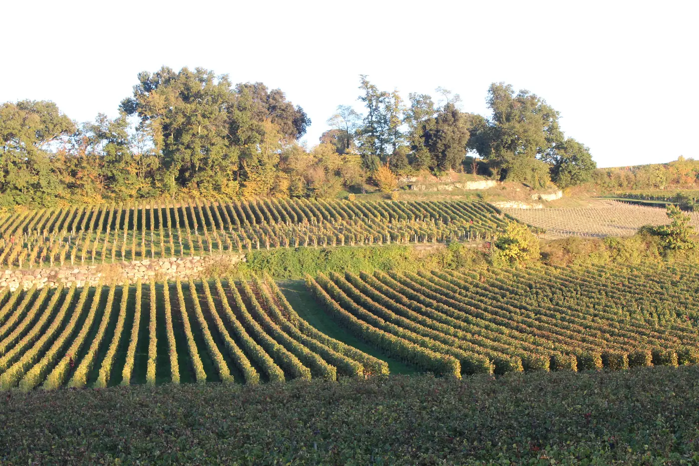 Rows of vines in the Saint-Émilion vineyards in the late-afternoon light